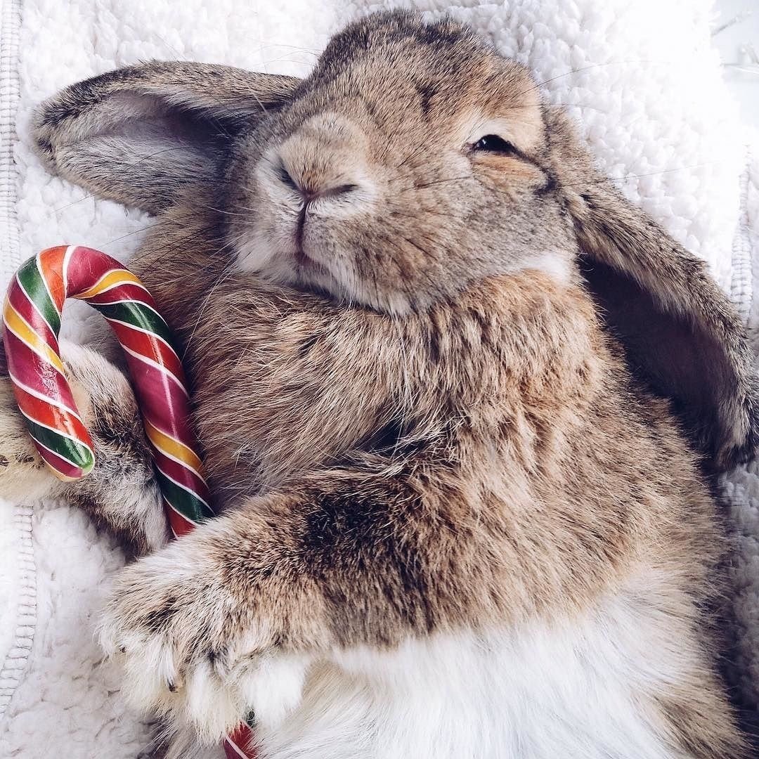 Спящий заяц