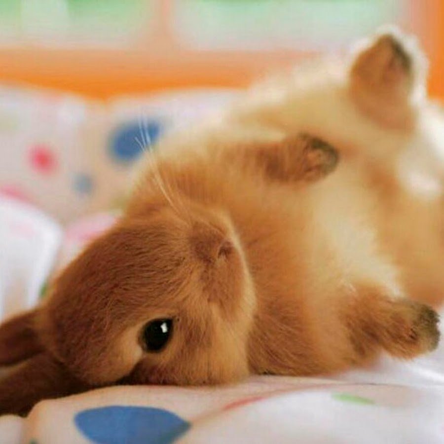 Мелисса кисса