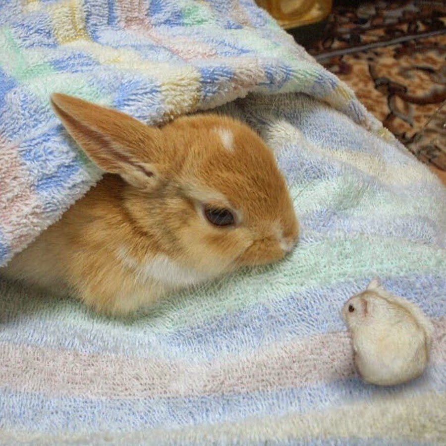 Маленький крольчонок спит