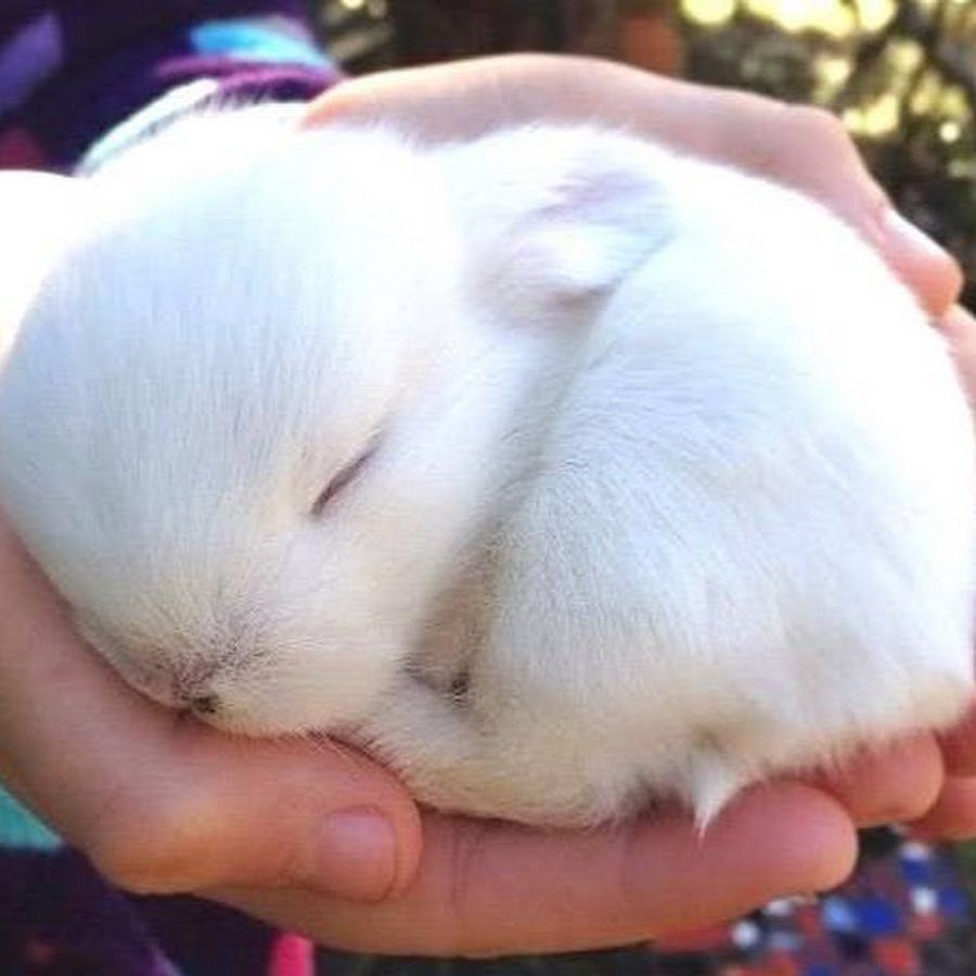 Маленький пушистый зайчик на пляже с выпяченными яйцами