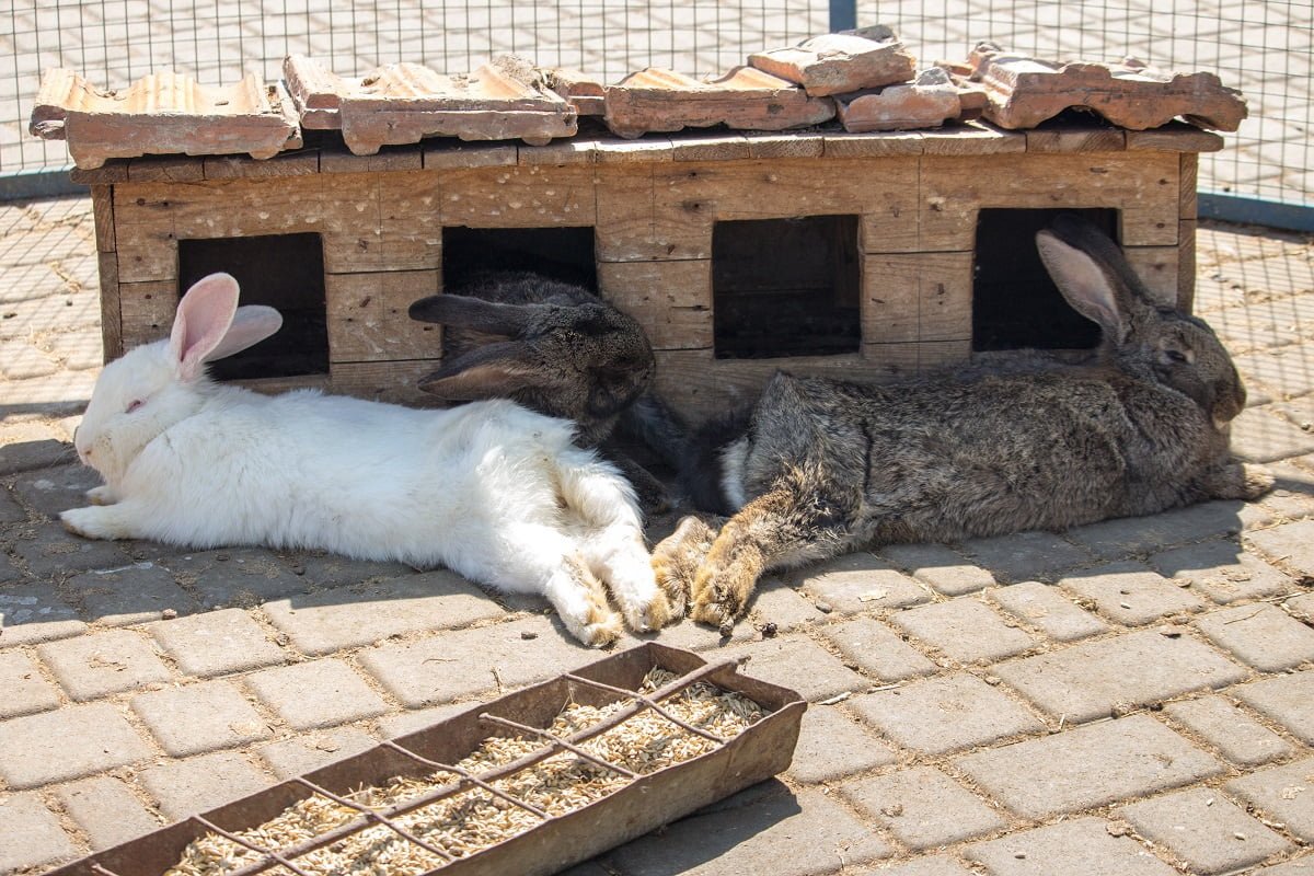 На чем спят кролики