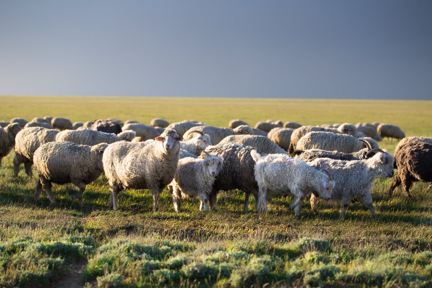 Отара овец Калмыкия. Овцеводство в Калмыкии. Отара овец степь Калмыкия. Овцеводство в Казахстане. Экстенсивное животноводство