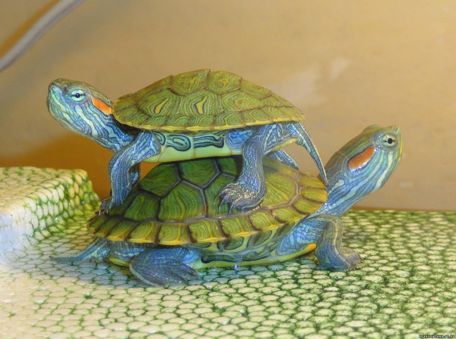 Водяная домашняя черепаха. Красноухая черепаха. Красноухачерепахи. Красноухая Пресноводная черепаха. Черепаха водная красноухая.