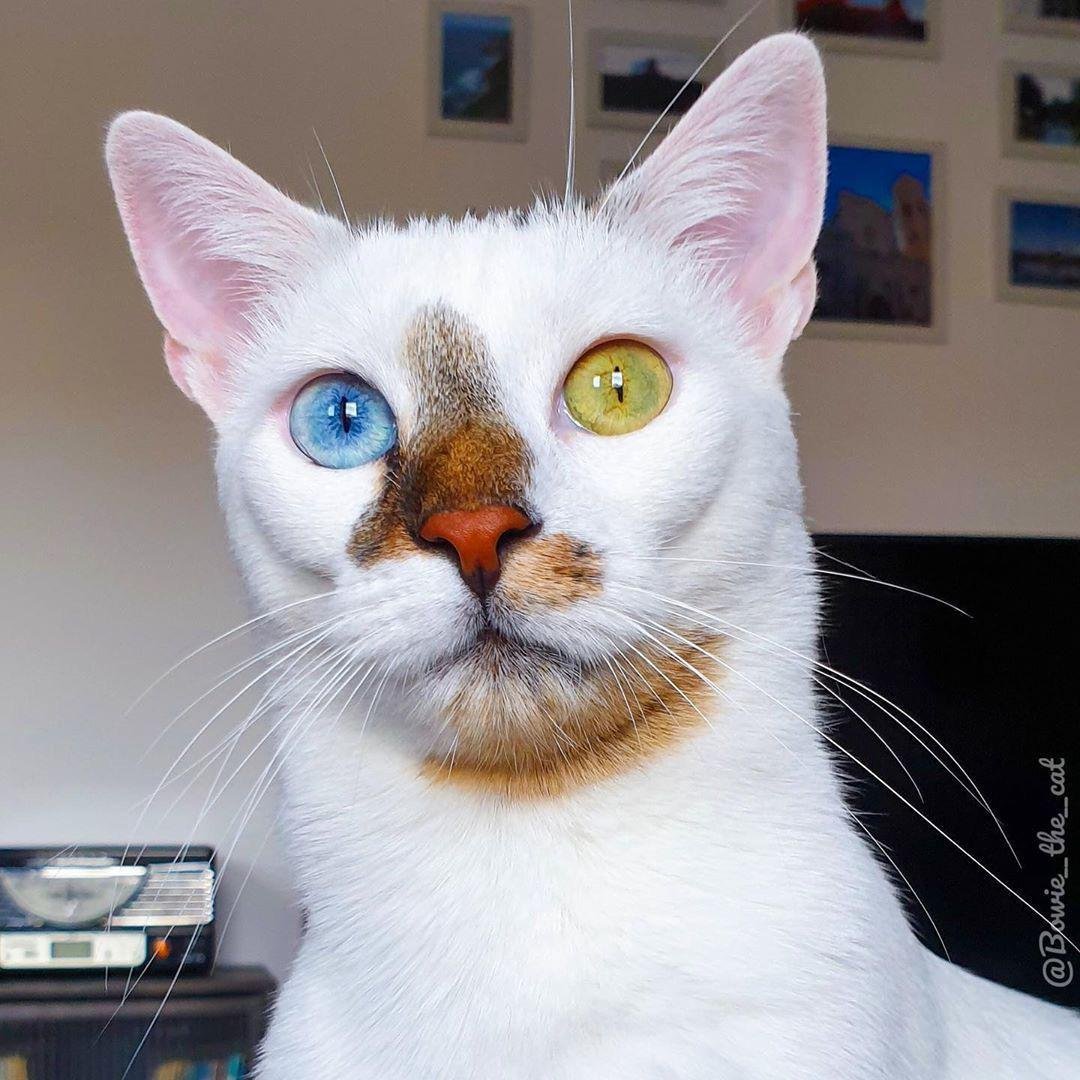 Необычные коты