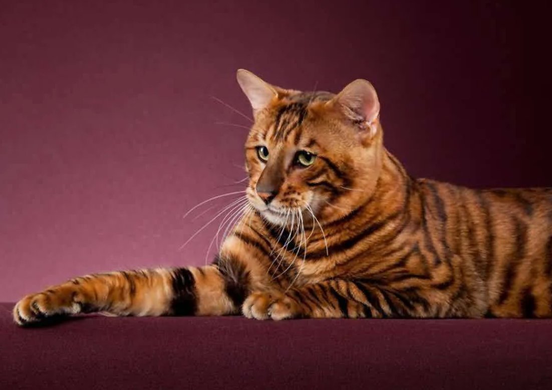 Тойгер бенгал кот