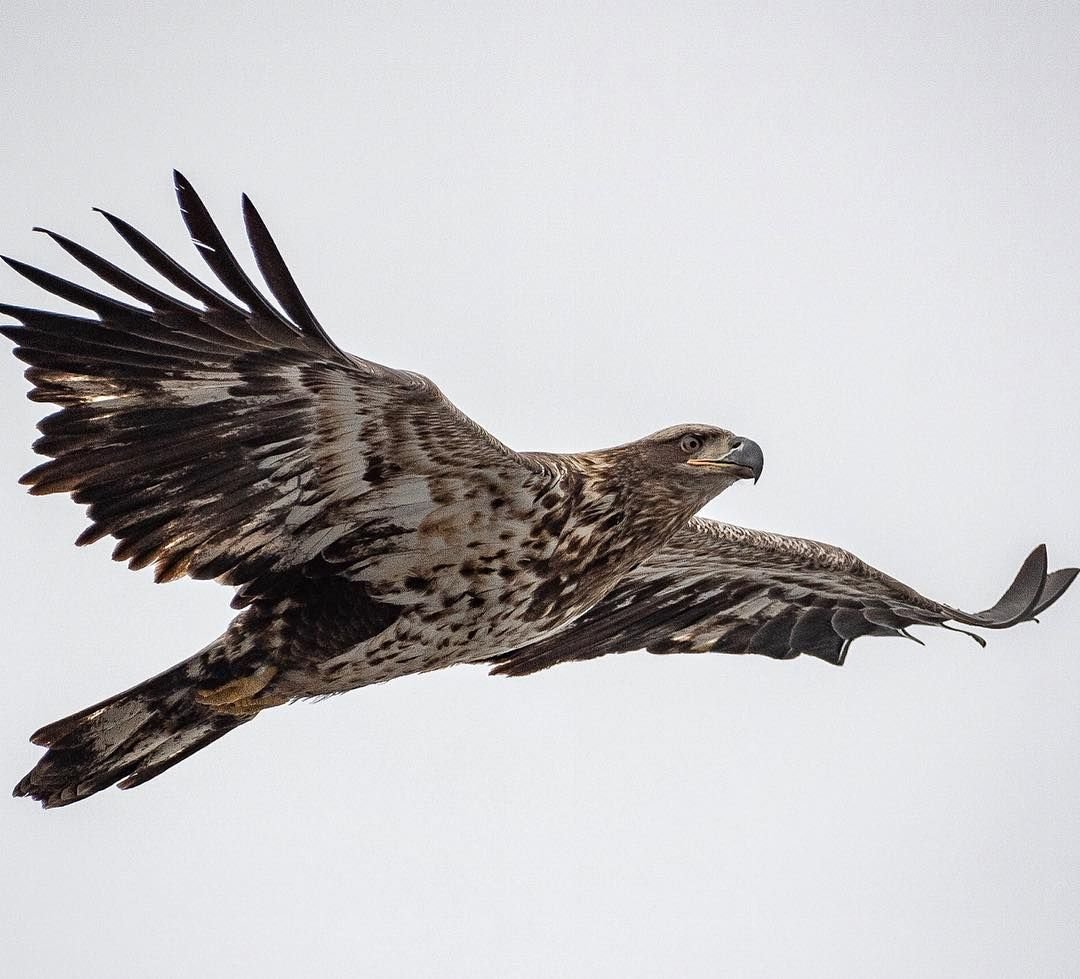 Ра Беркут Орел