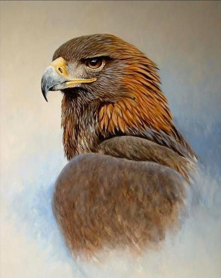 Орлы Беркуты Соколы Ястребы