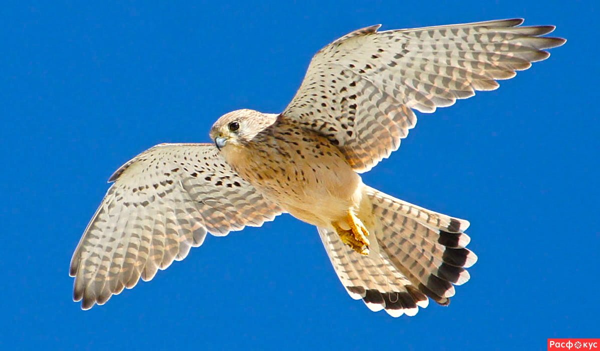 Сапсан птица ястреб