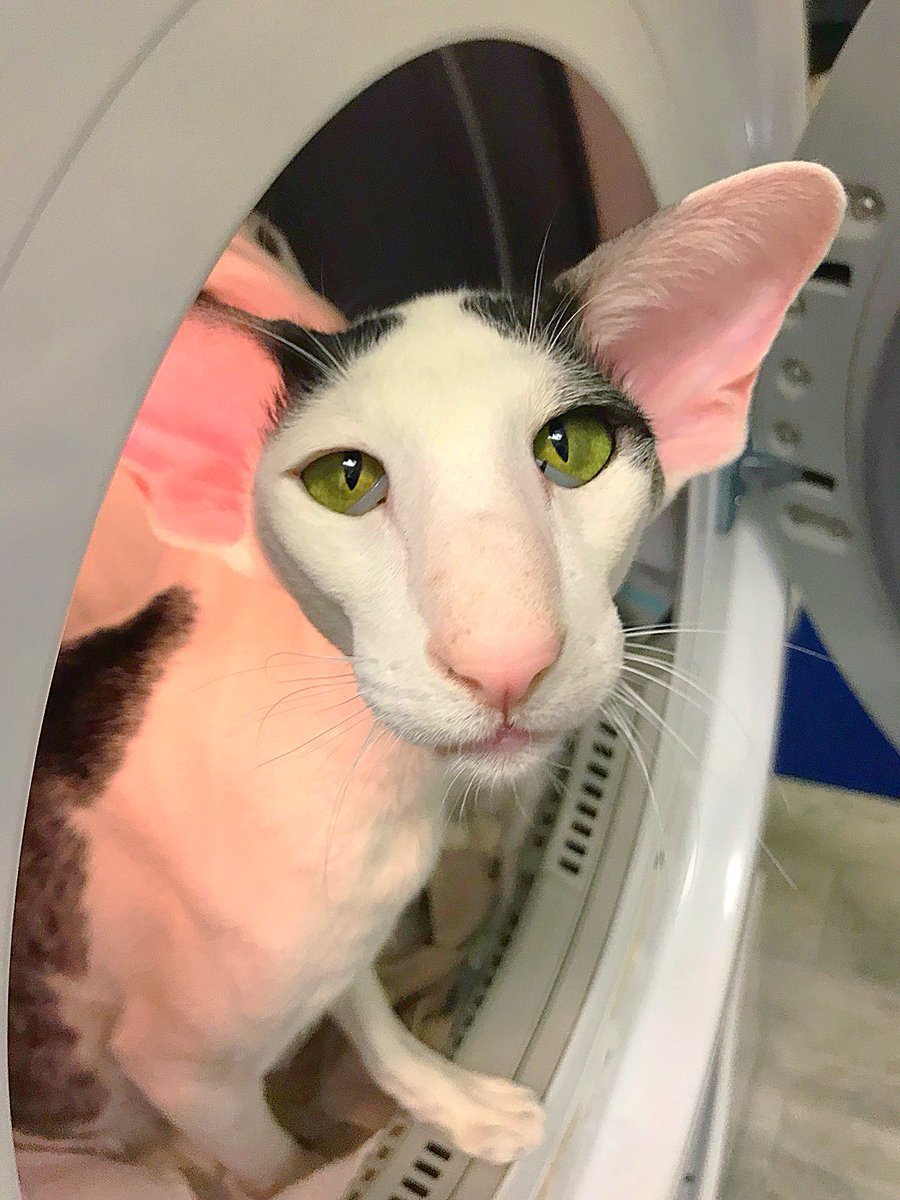 Кот Добби черный