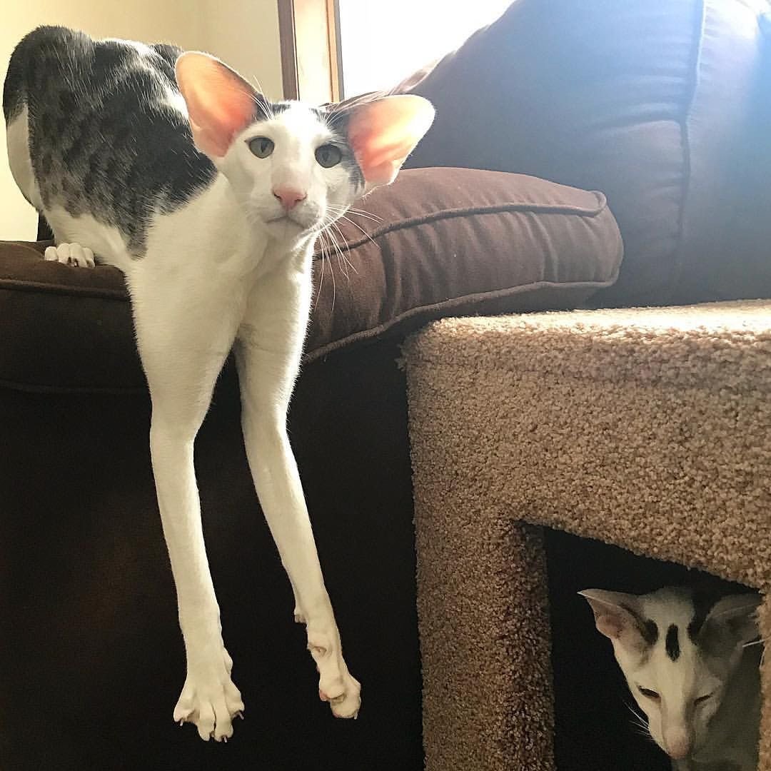 Ориентал Добби кошки