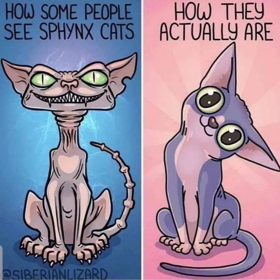 Сфинкс Эльф биколор