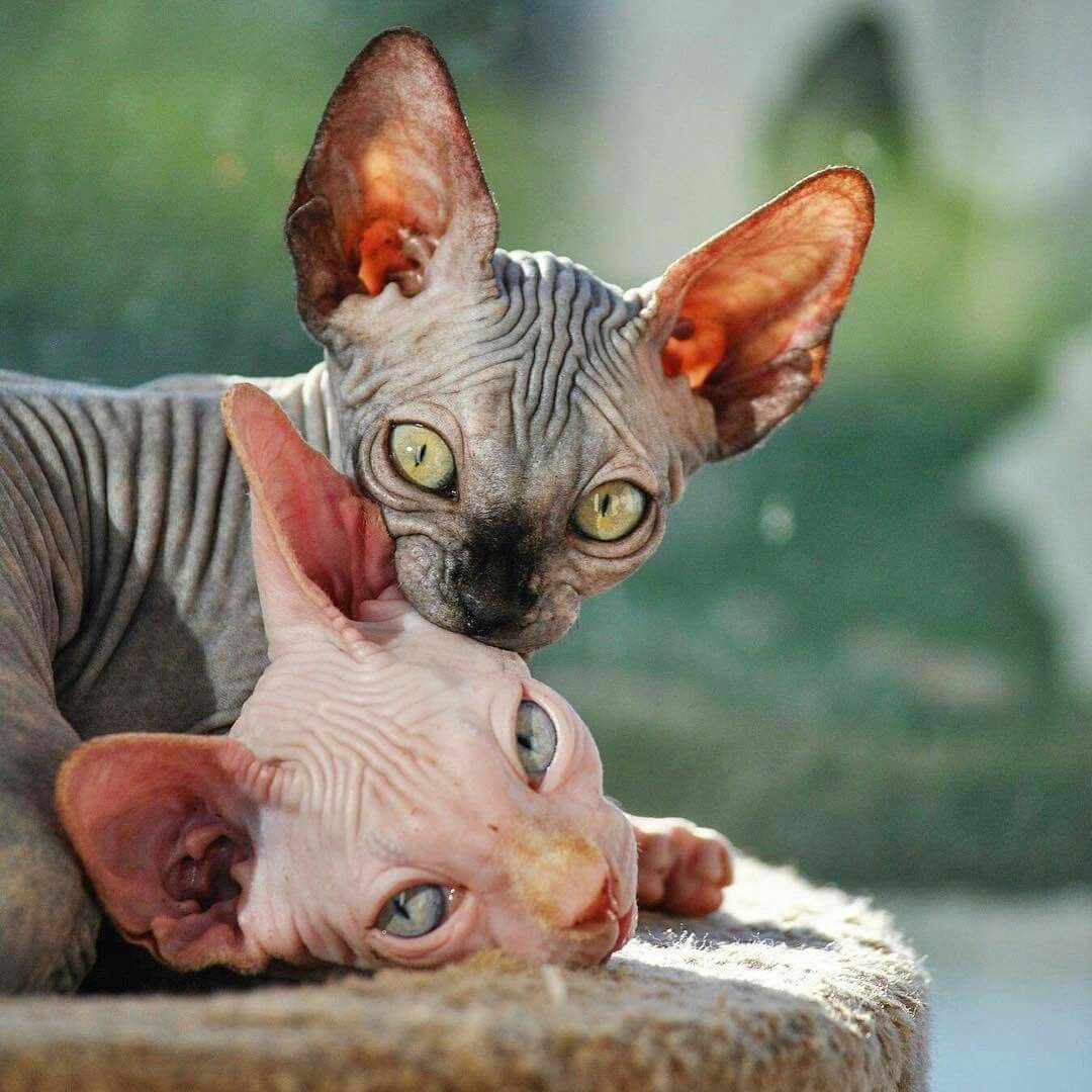 Эльф Добби из Гарри