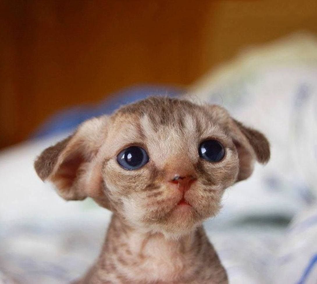 Милые лопоухие кошки