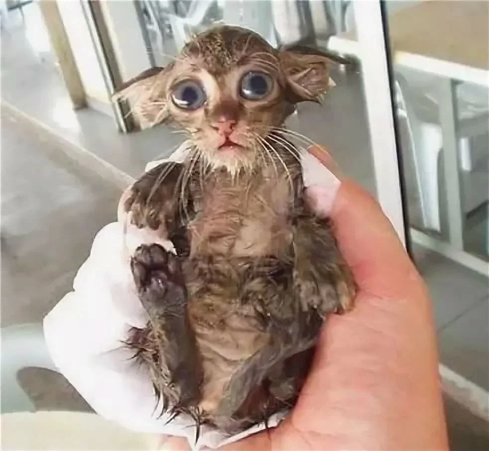 Сфинкс по Фрейду