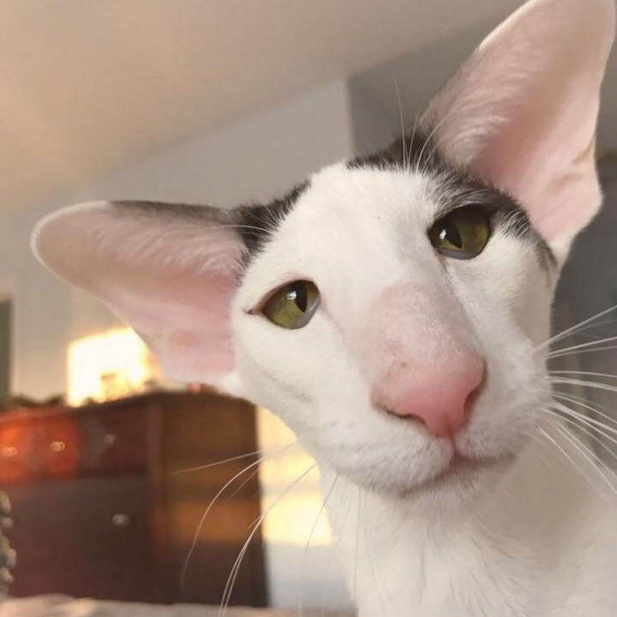 Сфинкс на черном фоне