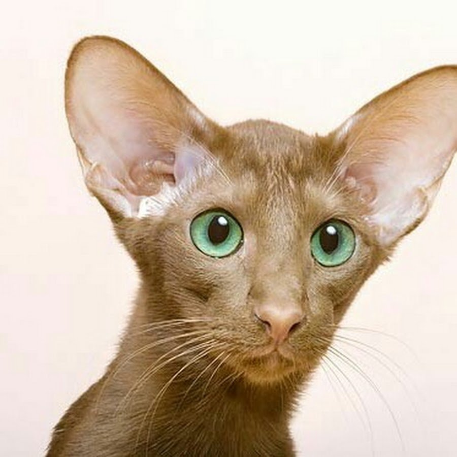 Ориентал Добби кошки