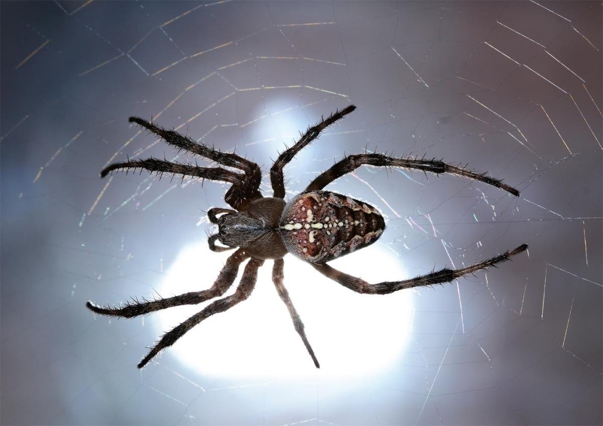 Цератогирус маршали