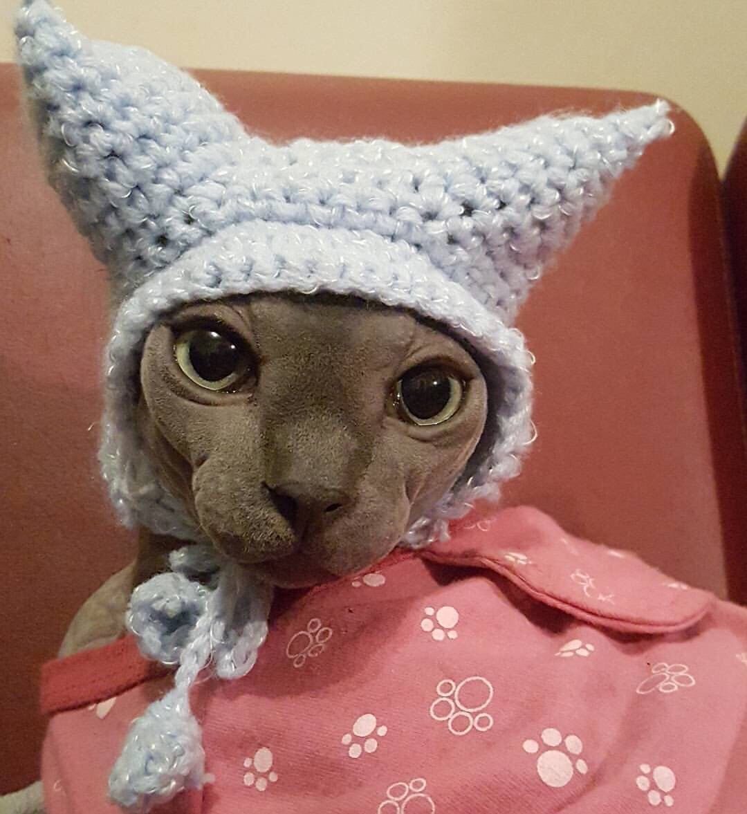 Кот грузин порода Ориентал