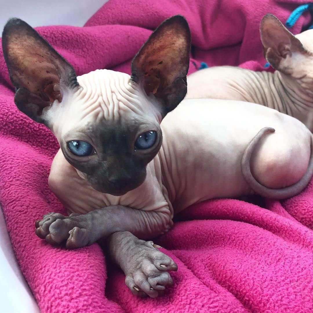 Кот грузин порода Ориентал