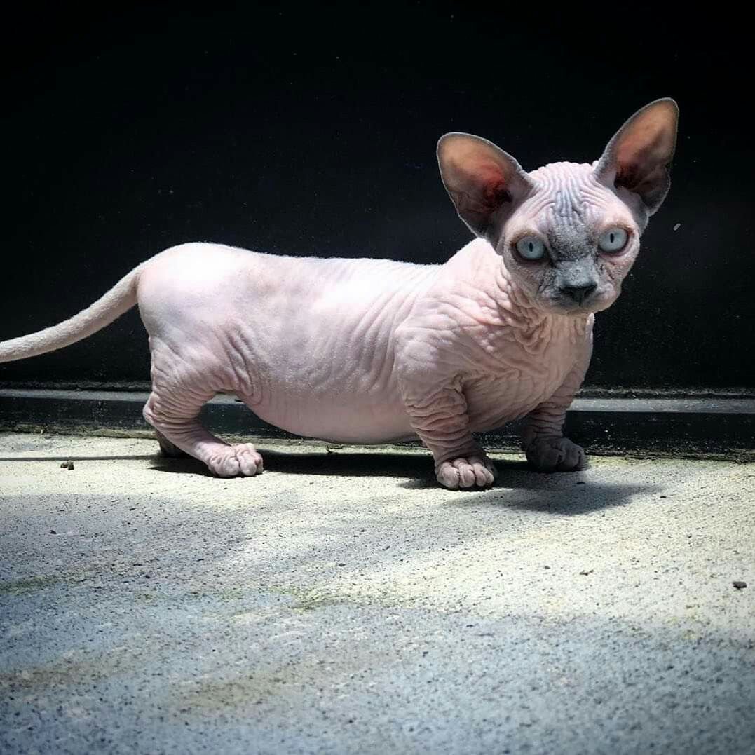 Ориентал Добби кошки