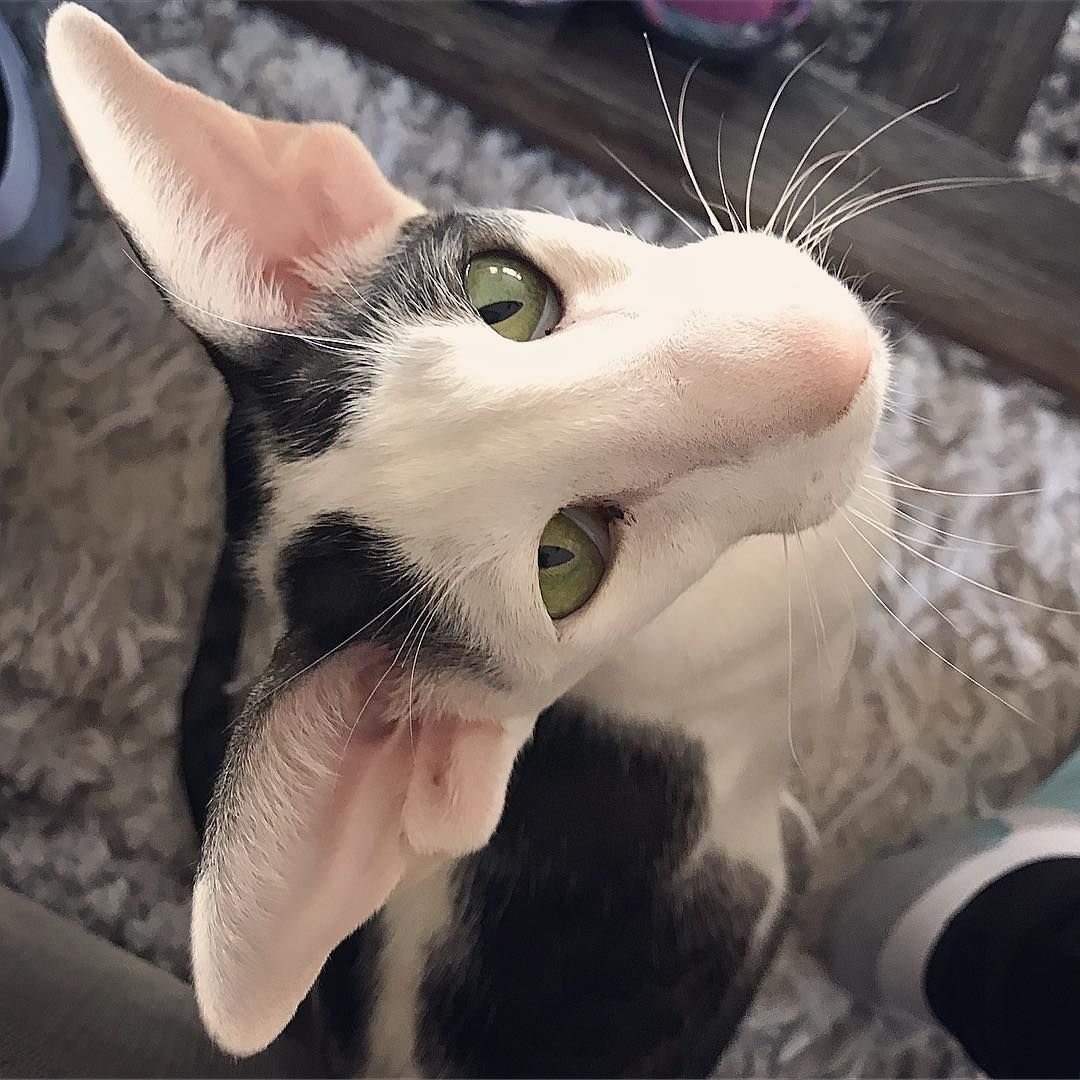 Сфинксы обнимаются