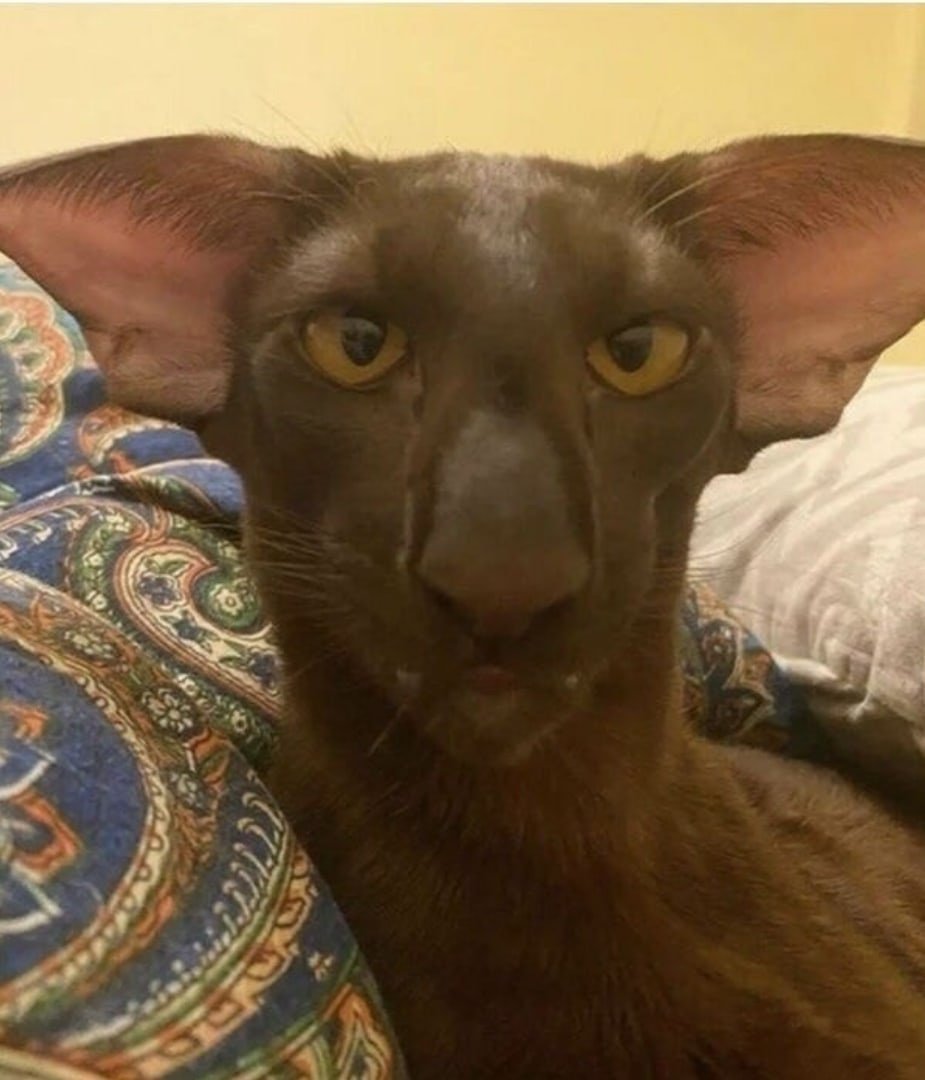 Египетская Ориентальная кошка