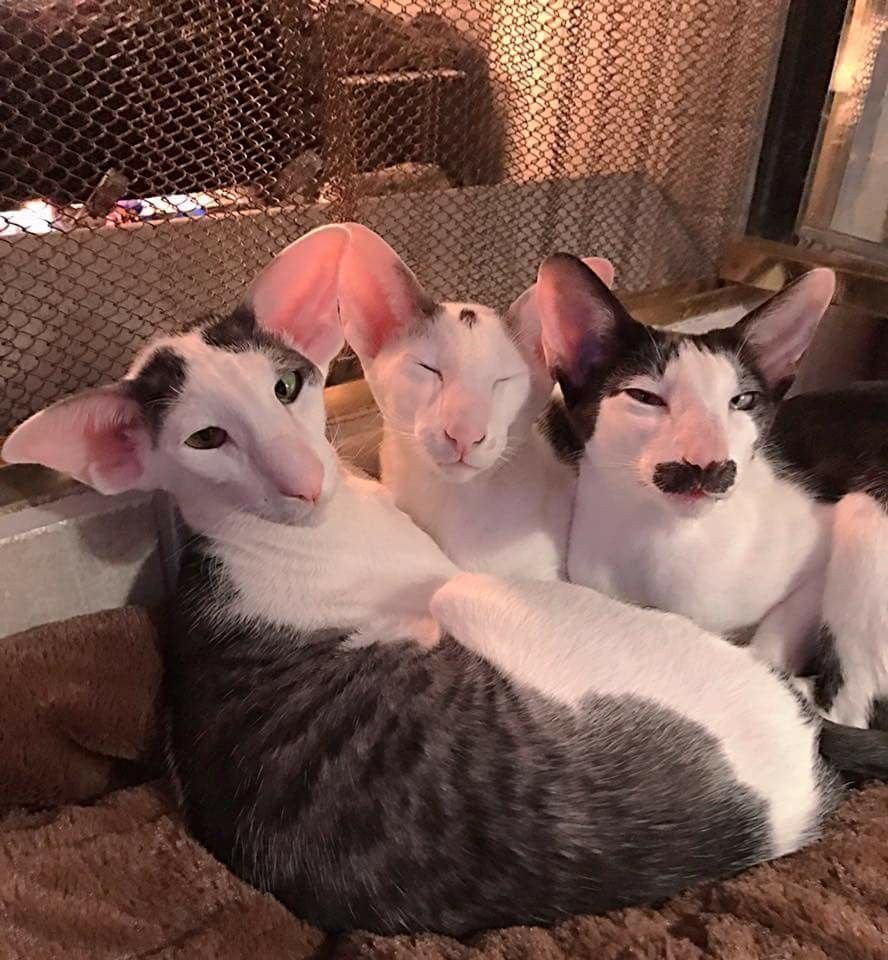 Книга мифических существ Гарри Поттера