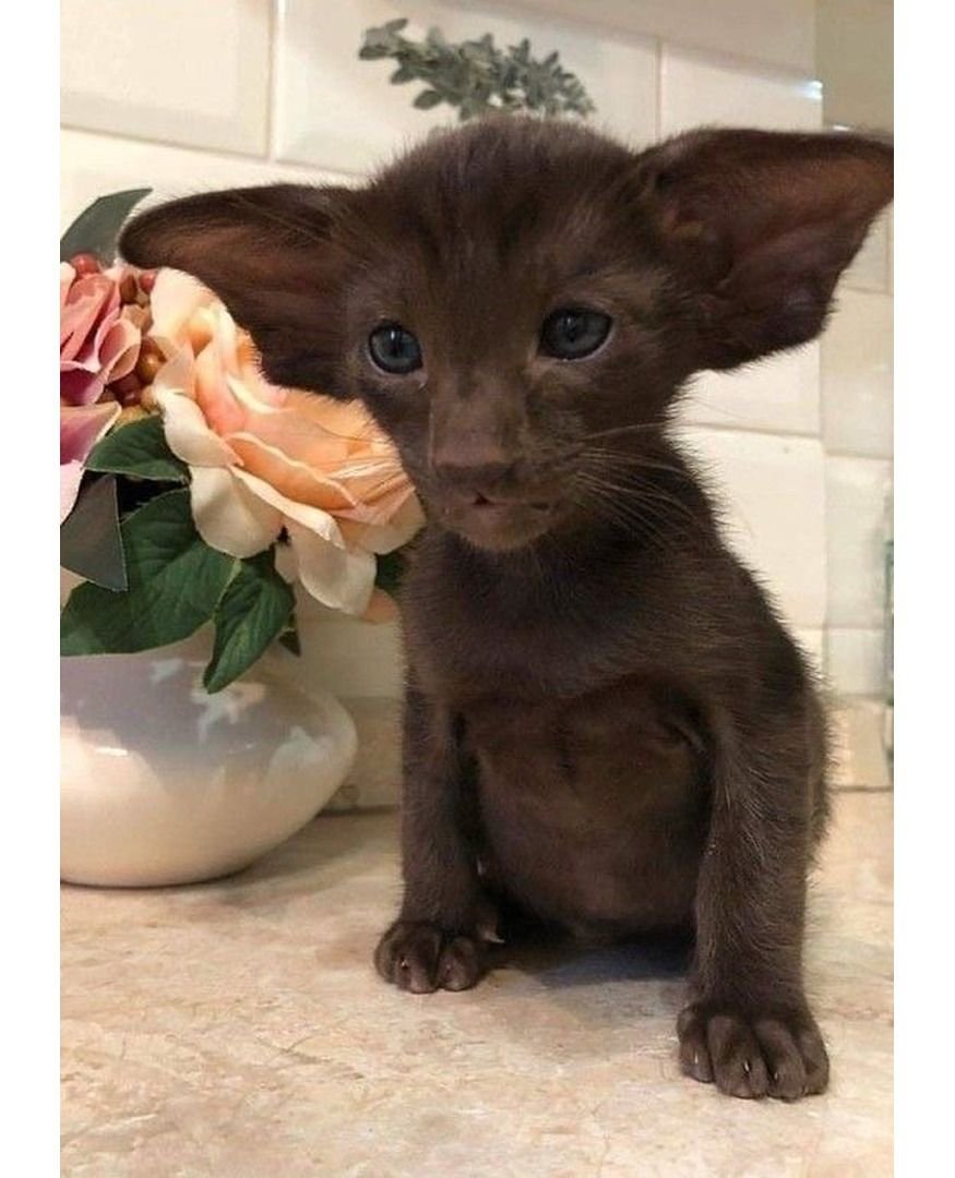 Кот грузин Ориентальная кошка