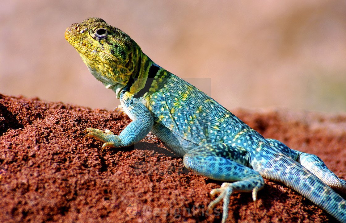 Прыткая ящерица голубая