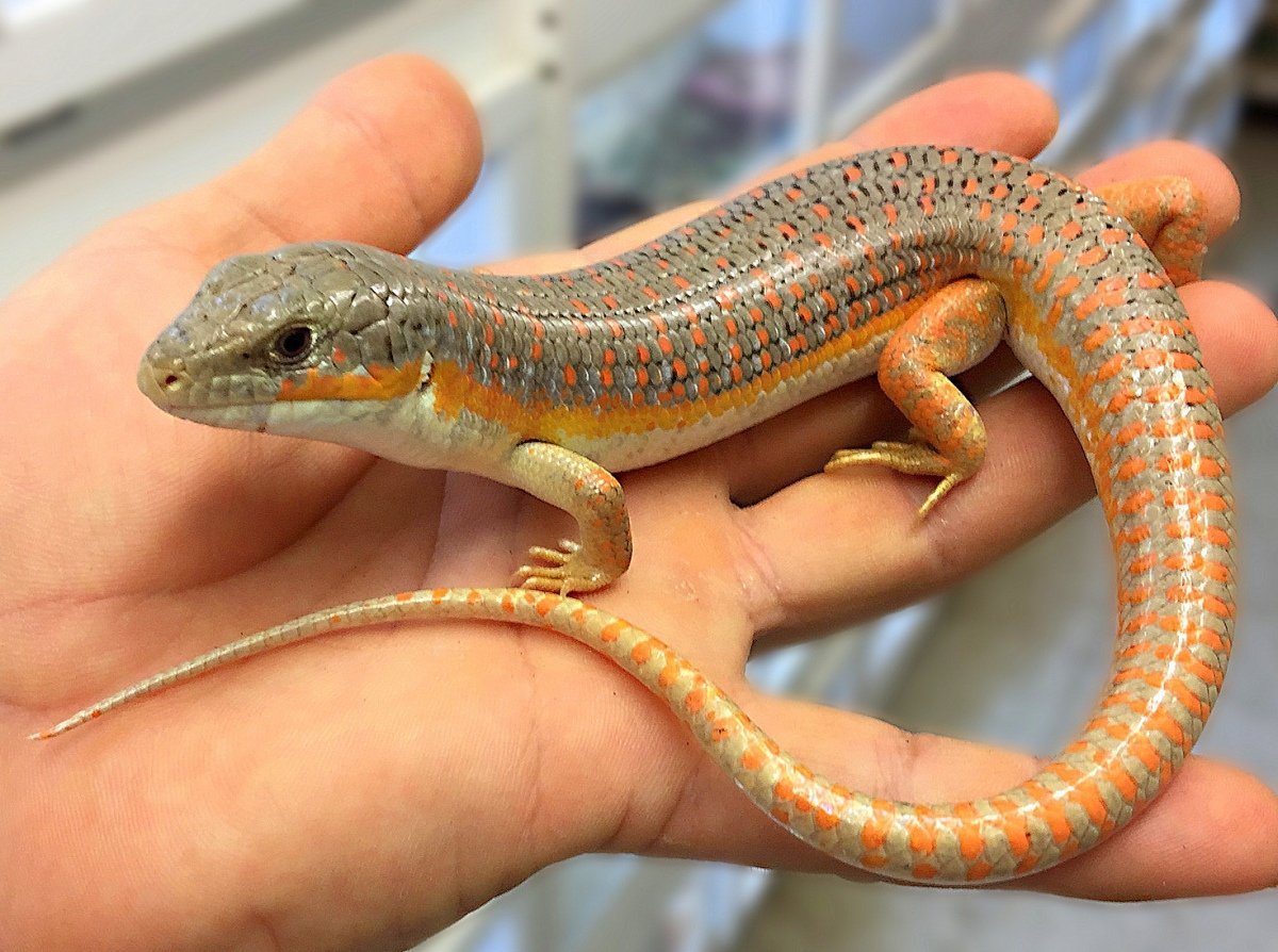 Дальневосточный сцинк