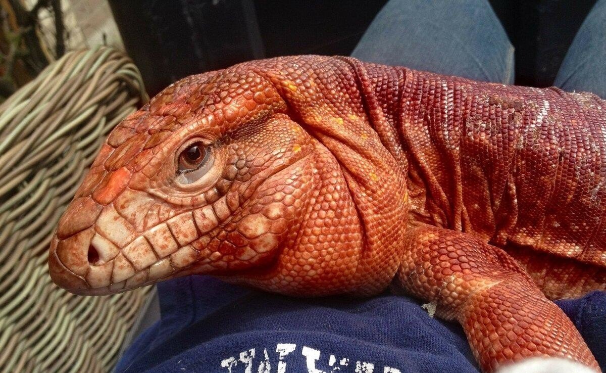 Кепа ящерица