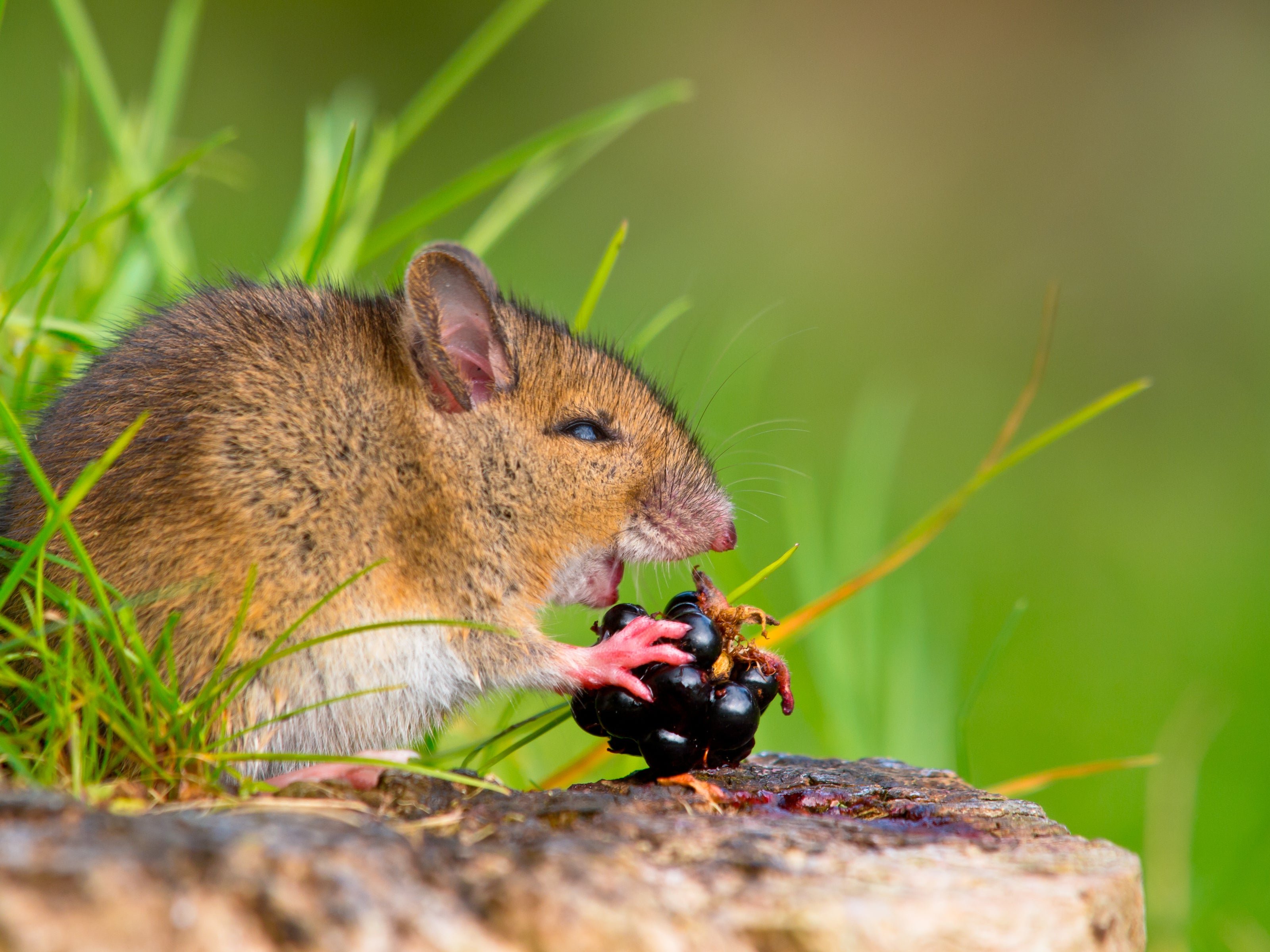 Семя мыши. Мышь полевка и ГЛПС. Мышки в природе. Европейская Лесная мышь. Мышь в тайге.