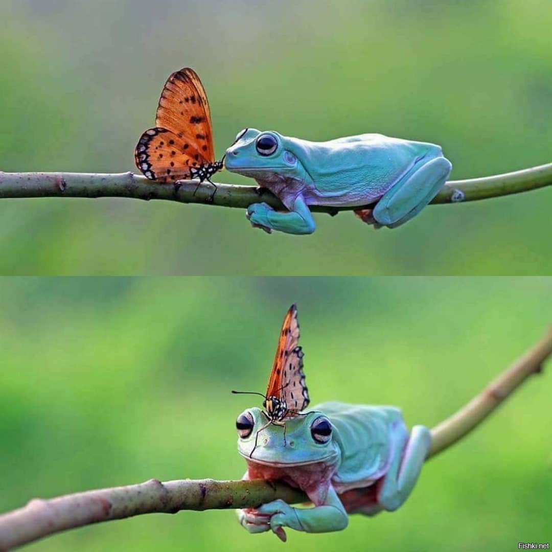 Необычные бабочки