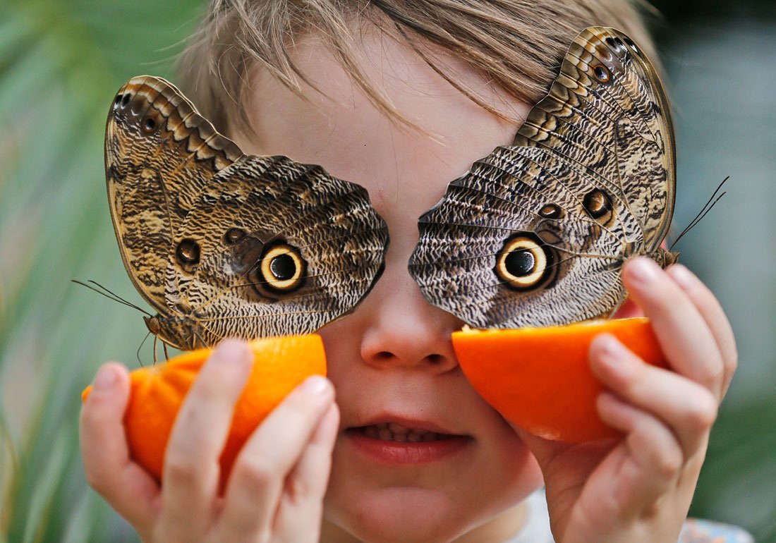 Забавные бабочки