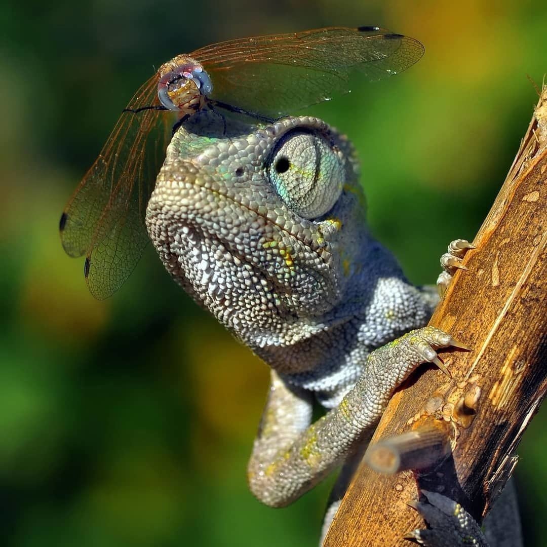 Хамелеон на дереве