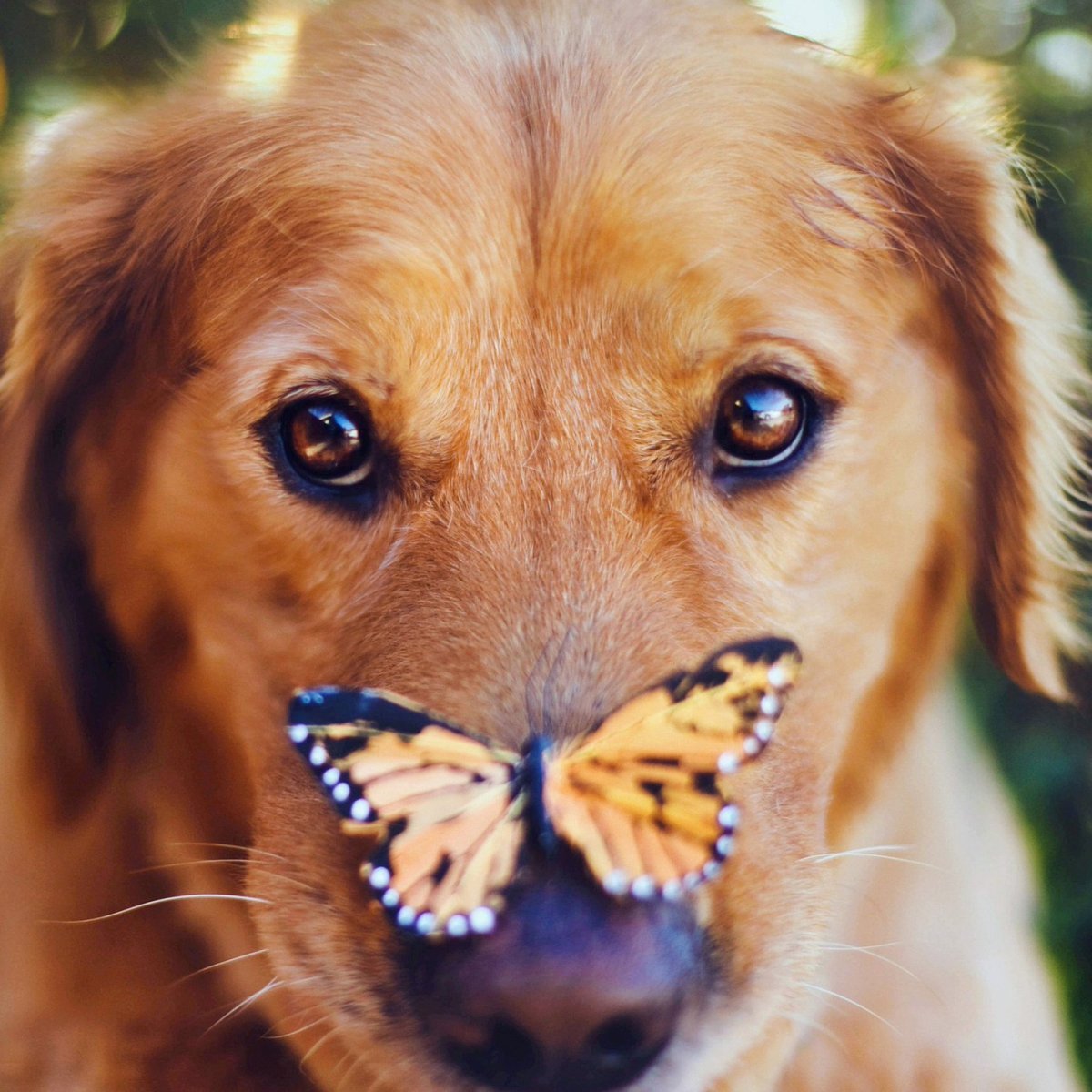 Доброе утро Лисенок