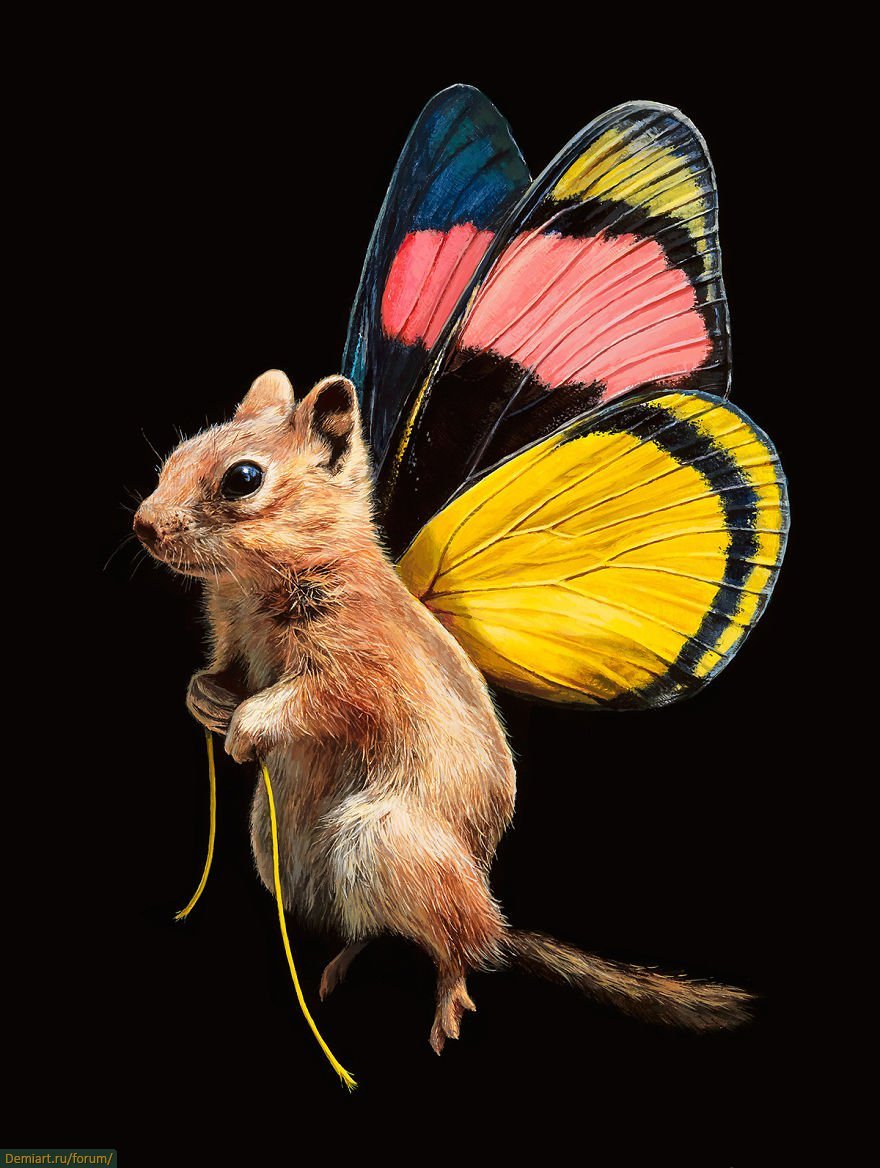Животные бабочки