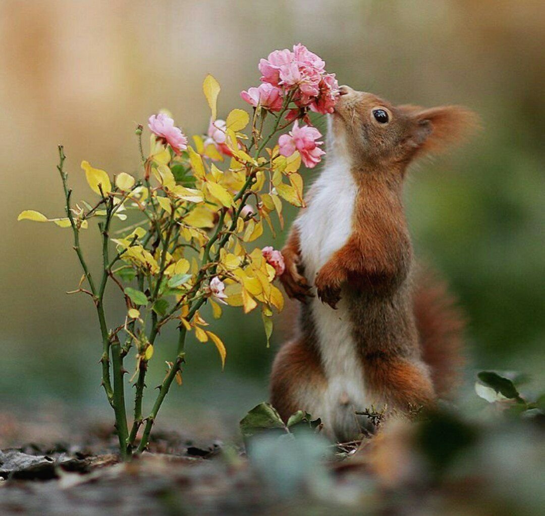 Позитивные собаки