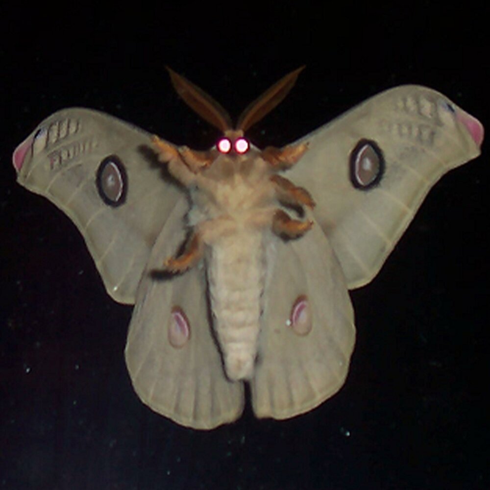 Анне Геддес бабочка