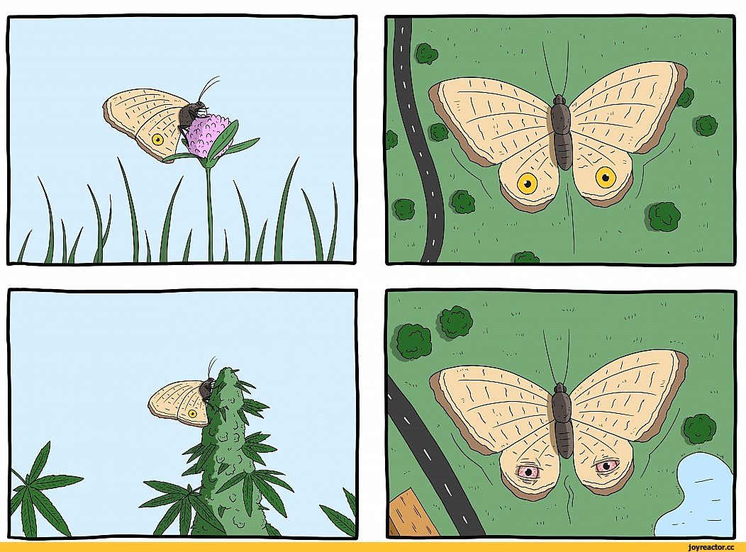 Розовая Кленовая бабочка Dryocampa rubicunda