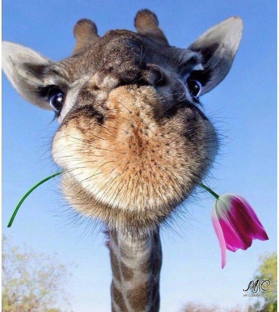 Весёлый олень