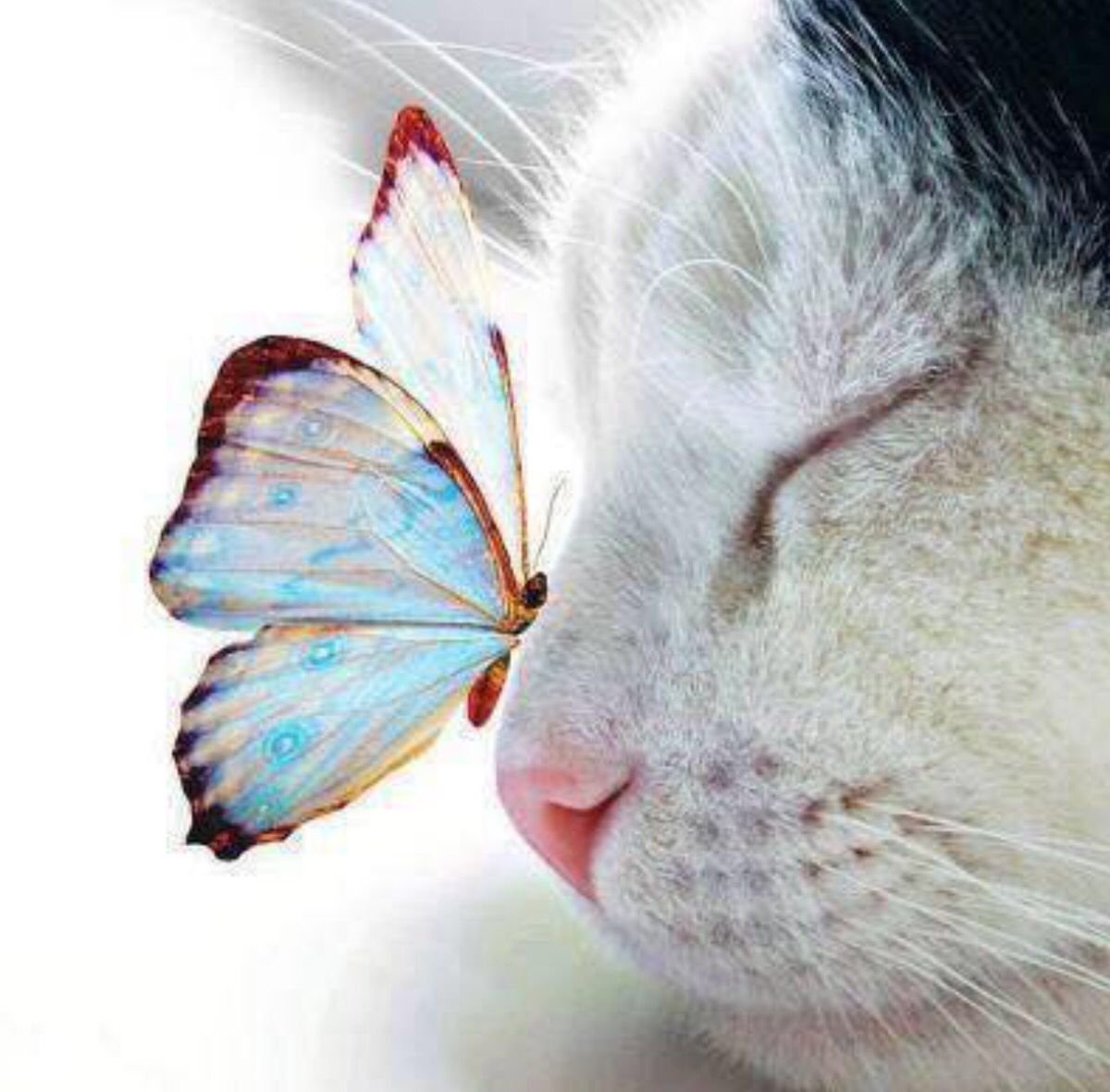 Котенок с бабочкой