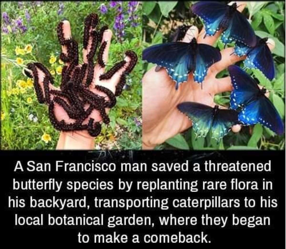 Заставка на рабочий стол чихуахуа