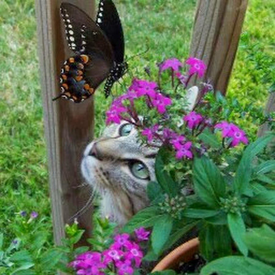 Девочка с бабочкой на носу