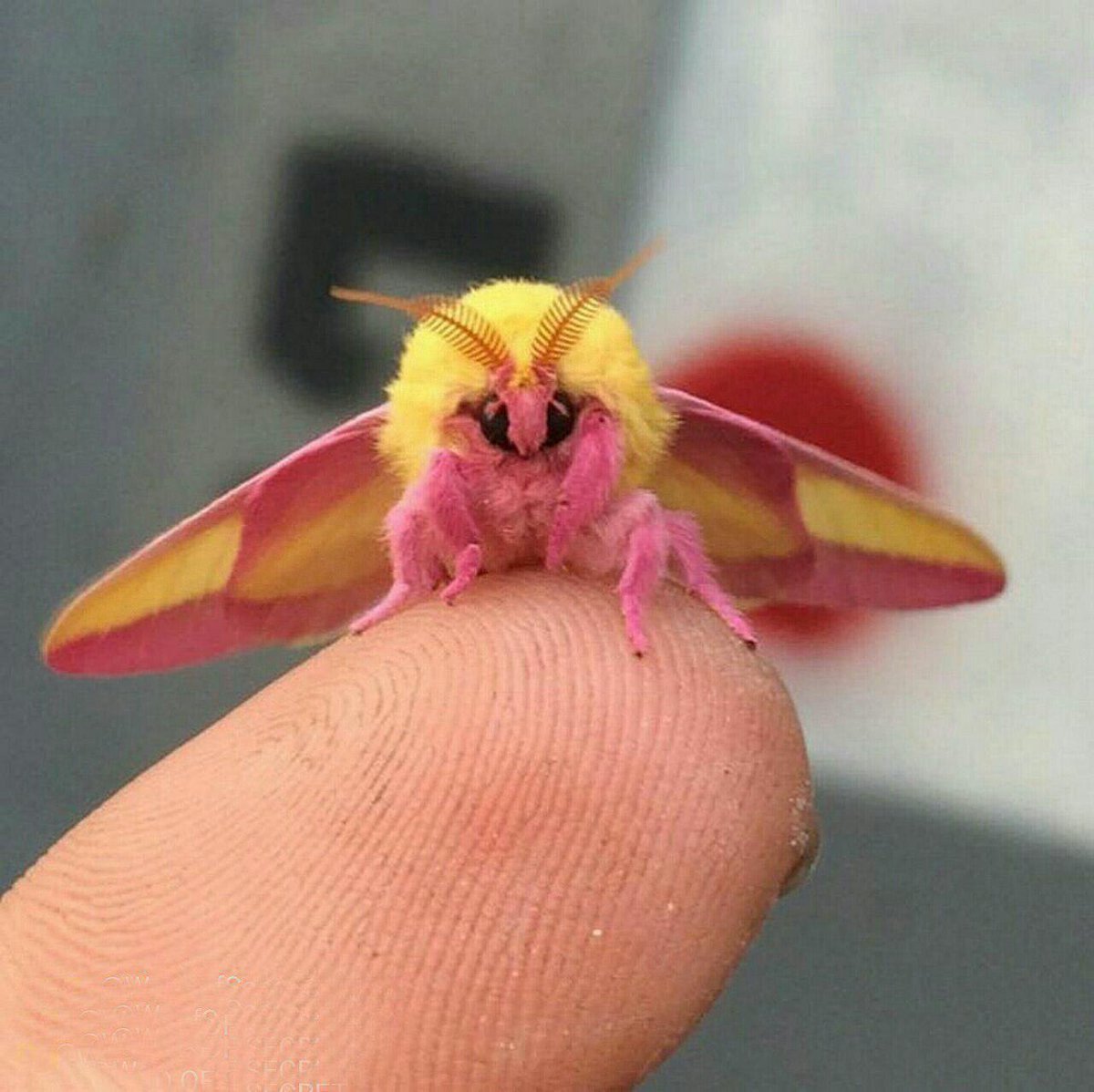 Птицекрылка королевы Александры бабочка