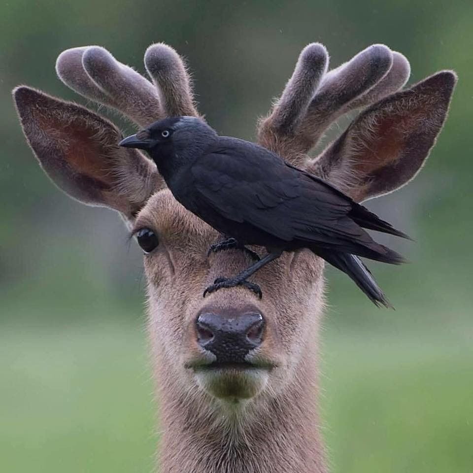 Брачный танец Богомолов