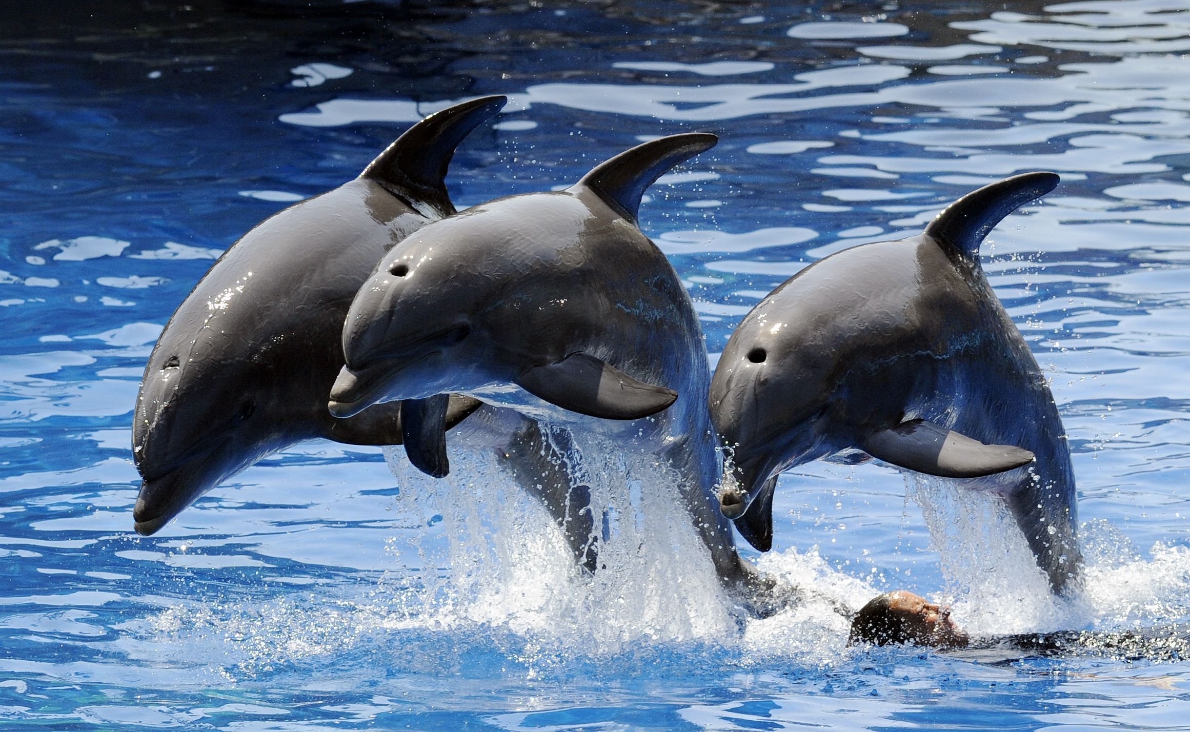 Живая природа дельфины. Дельфин-Афалина. Черноморская Афалина стая. Популяция дельфинов. Стая дельфинов.