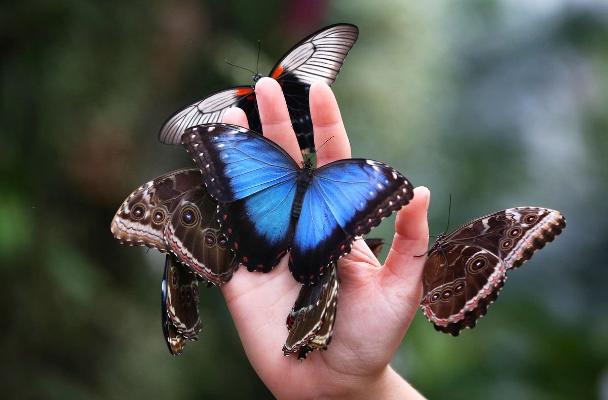 Шпиц в кепке и очках