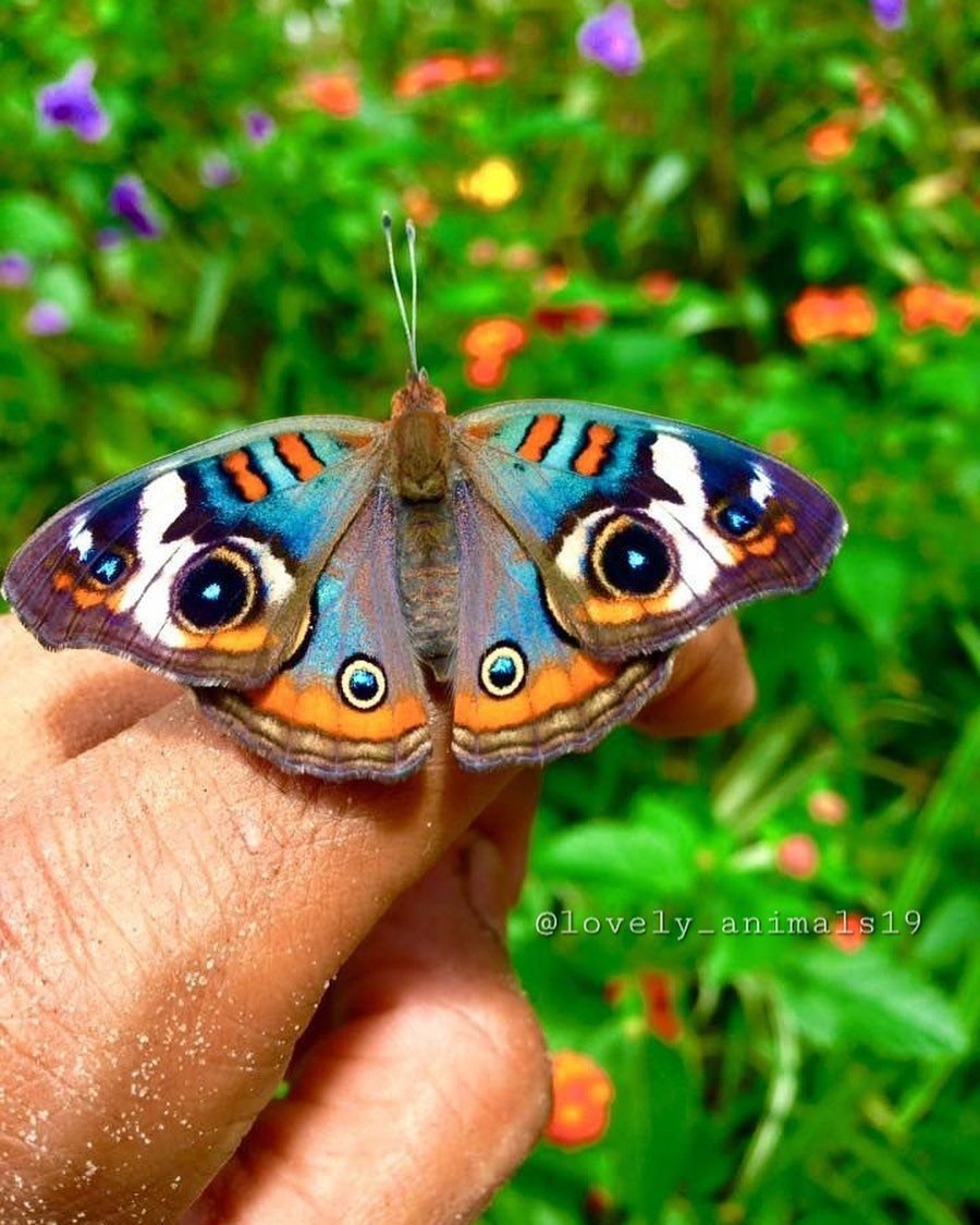 Черная кошка с бабочкой