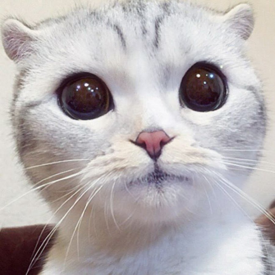 Милый кот с большими глазами